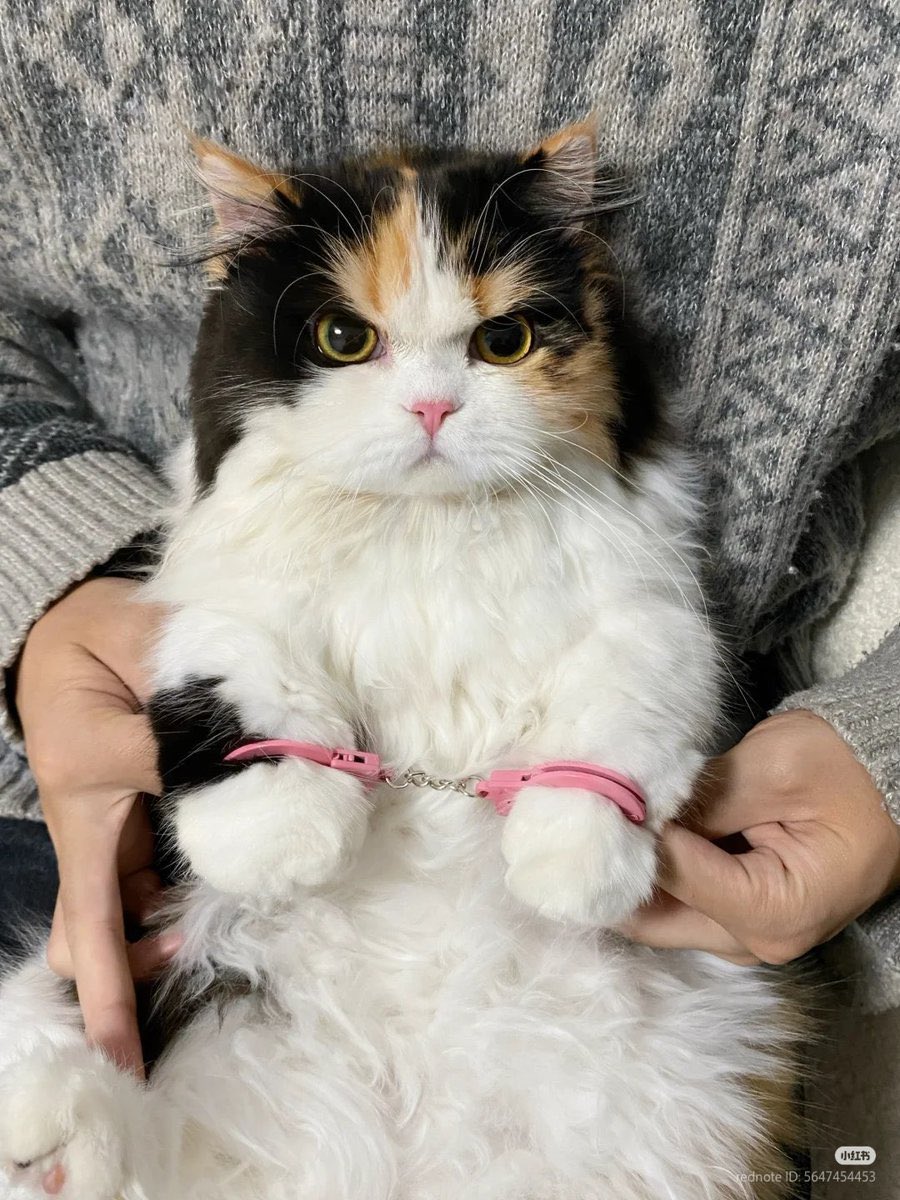 Cat__Auras's tweet image. got arrested for being cutie