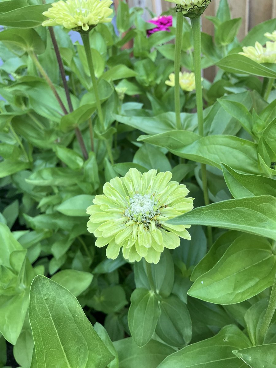 Coach7Lord's tweet photo. Trying out 2 new varieties of Zinnas to show at the fair this summer.  Green Envy and Giant Double Violet Queen.  
Zinna garden is right on schedule for the fair in Aug. https://t.co/b7IP9fkSrA