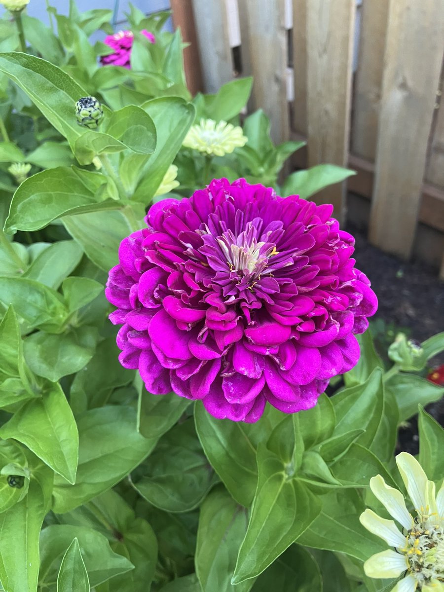 Coach7Lord's tweet photo. Trying out 2 new varieties of Zinnas to show at the fair this summer.  Green Envy and Giant Double Violet Queen.  
Zinna garden is right on schedule for the fair in Aug. https://t.co/b7IP9fkSrA