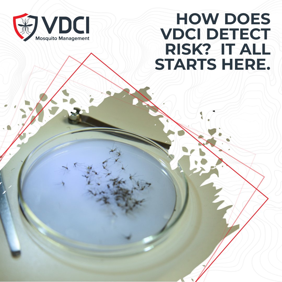 VDCImosquito's tweet photo. π¬ How do we detect disease risks before they become a threat?
At VDCI, we use mosquito surveillance and lab testing to track species, population changes, and the presence of mosquito-borne diseases.
That data... smart.
https://t.co/dqYmkafDKv
#IntegratedMosquitoManagement https://t.co/x8AqVHA8aD
