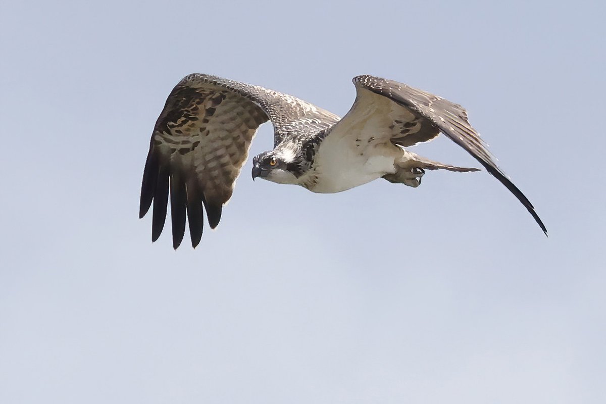 The newly fledged Ospreys are already strong flyers.