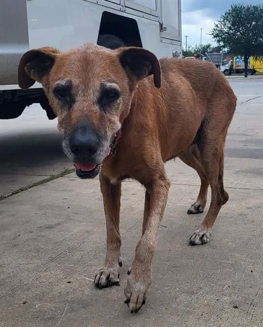 Aurora ⸆⸉ ❯❯❯❯ (@_taysmyoxygen1d) on Twitter photo 🆘 OLDER DOG JEWELLS 💍#A763471 IS BEING KILLED TODAY 7.9 BY #SANANTONIO ACS #TEXAS‼️
✨9yo F, 55 lbs
💕Sweet, friendly
To #foster / #AdoptDontShop 📥acsrescue-foster@sanantonio.gov / acsadoptions@sanantonio.gov
#PledgeForRescue 🙏🏼 🆘 OLDER DOG JEWELLS 💍#A763471 IS BEING KILLED TODAY 7.9 BY #SANANTONIO ACS #TEXAS‼️
✨9yo F, 55 lbs
💕Sweet, friendly
To #foster / #AdoptDontShop 📥acsrescue-foster@sanantonio.gov / acsadoptions@sanantonio.gov
#PledgeForRescue 🙏🏼