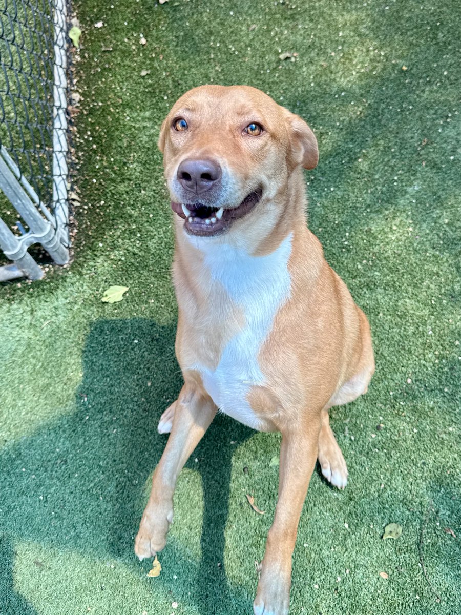 sahumane's tweet photo. Meet Wonton! 💖 This super sweet 3-yr-old Retriever mix has such beautiful golden brown eyes that you just can’t help but fall in love! One of her favorite pastimes is getting the zoomies in the yard. Wonton is always happy to meet new people &amp; can’t wait to meet you today! 😊 https://t.co/vmXnrrvgnX