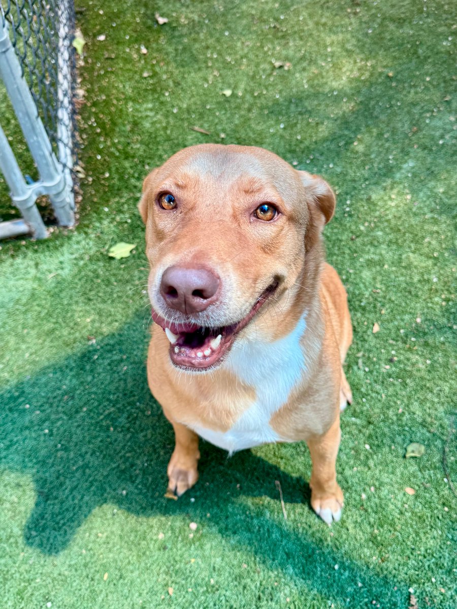 sahumane's tweet photo. Meet Wonton! 💖 This super sweet 3-yr-old Retriever mix has such beautiful golden brown eyes that you just can’t help but fall in love! One of her favorite pastimes is getting the zoomies in the yard. Wonton is always happy to meet new people &amp; can’t wait to meet you today! 😊 https://t.co/vmXnrrvgnX