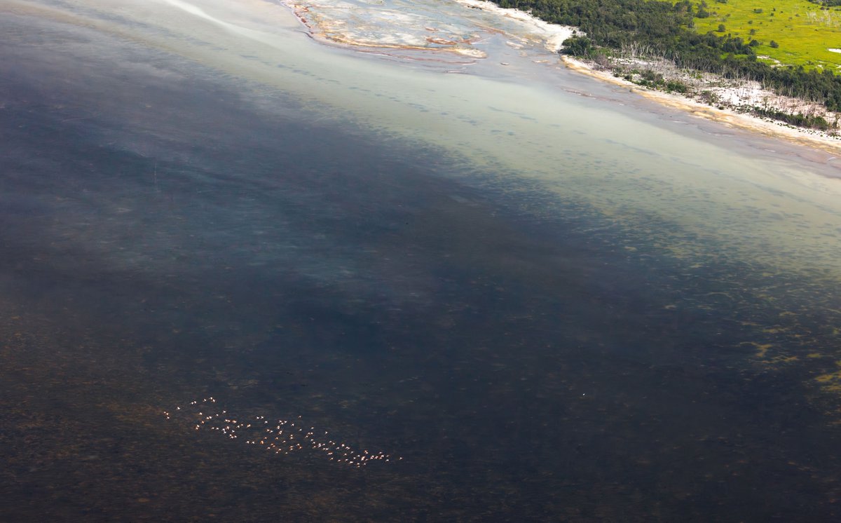 SFWMD's tweet photo. 🦩On Wednesdays, we wear pink…or in this case we spot beautiful pink flamingos!

@SFWMD staff spotted the largest group of American Flamingos seen in South #FL in the last 10 years. 

We are seeing more &amp; more flocks of flamingos along the coastal Everglades &amp; in the STAs. https://t.co/LHVfzafzii