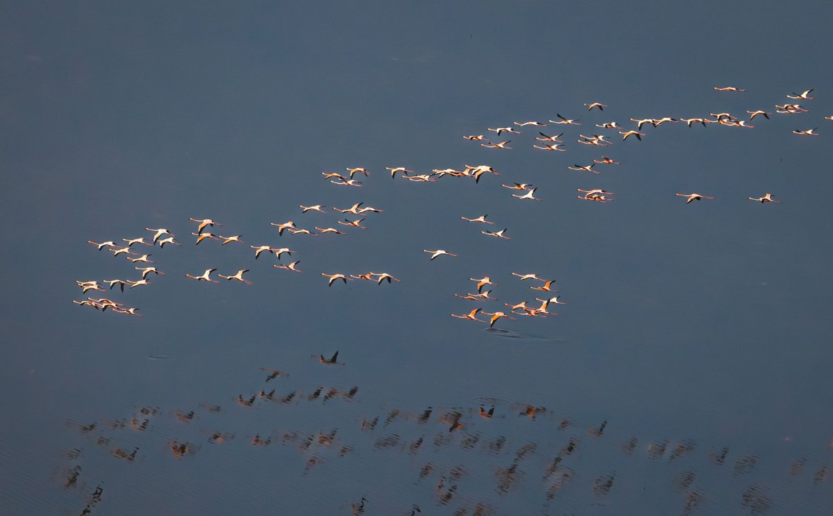 SFWMD's tweet photo. 🦩On Wednesdays, we wear pink…or in this case we spot beautiful pink flamingos!

@SFWMD staff spotted the largest group of American Flamingos seen in South #FL in the last 10 years. 

We are seeing more &amp; more flocks of flamingos along the coastal Everglades &amp; in the STAs. https://t.co/LHVfzafzii