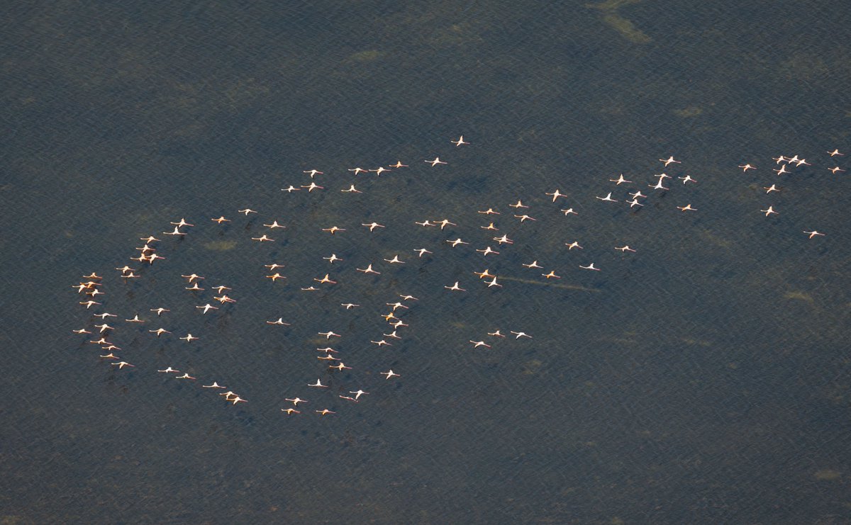 SFWMD's tweet photo. 🦩On Wednesdays, we wear pink…or in this case we spot beautiful pink flamingos!

@SFWMD staff spotted the largest group of American Flamingos seen in South #FL in the last 10 years. 

We are seeing more &amp; more flocks of flamingos along the coastal Everglades &amp; in the STAs. https://t.co/LHVfzafzii