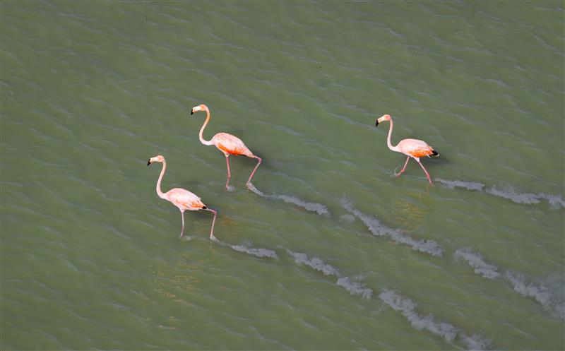 SFWMD's tweet photo. 🦩On Wednesdays, we wear pink…or in this case we spot beautiful pink flamingos!

@SFWMD staff spotted the largest group of American Flamingos seen in South #FL in the last 10 years. 

We are seeing more &amp; more flocks of flamingos along the coastal Everglades &amp; in the STAs. https://t.co/LHVfzafzii
