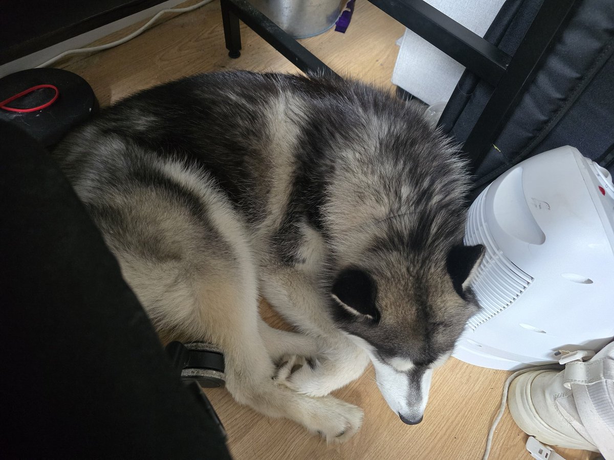 The perfect work from home companion 🥰