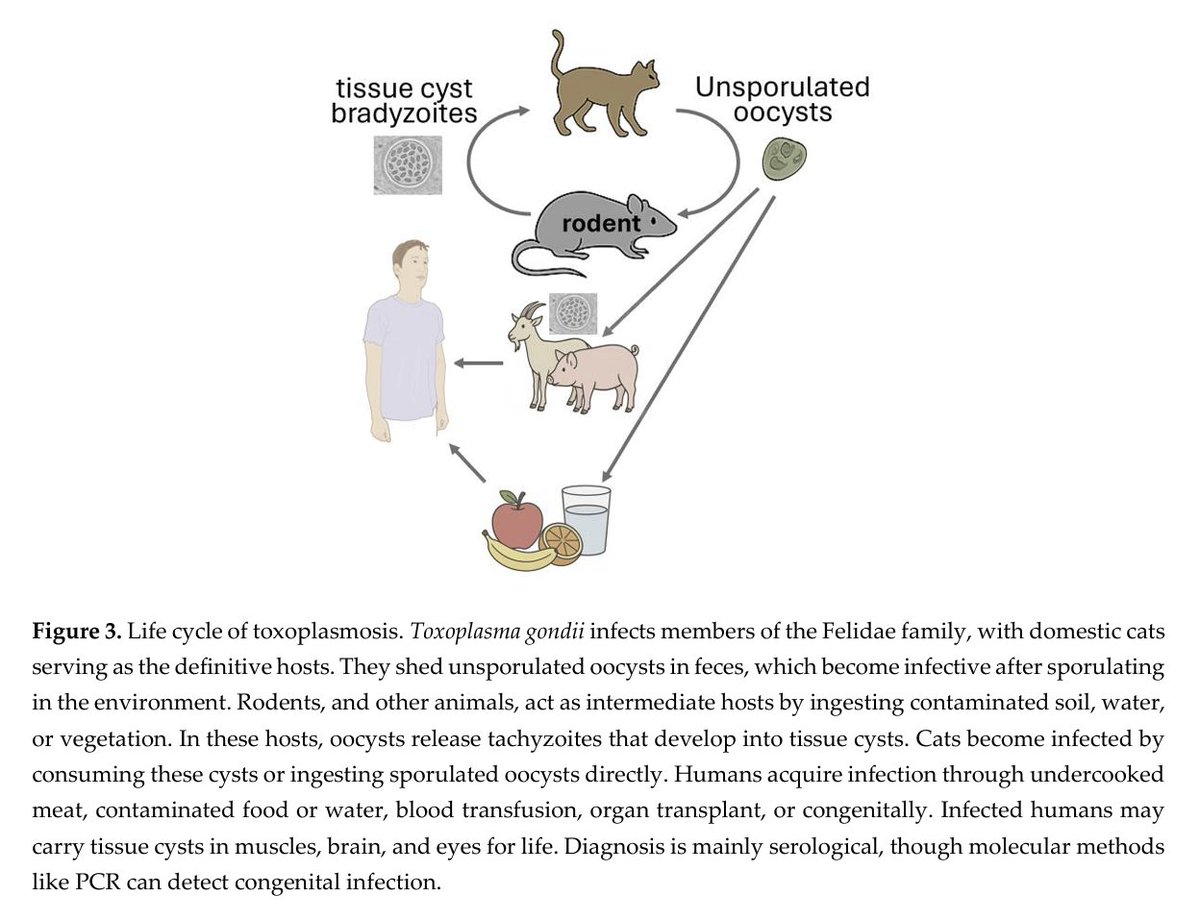 Dr Alfonso J Rodriguez-Morales MD MSc DTM&H HonDSc (@drajrodriguezm) on Twitter photo Our Review is available at <a href="/Preprints_org/">Preprints.org</a>
Rodent-Borne Parasites and Human Disease: A Growing Public Health Concern
preprints.org/manuscript/202… Our Review is available at <a href="/Preprints_org/">Preprints.org</a>
Rodent-Borne Parasites and Human Disease: A Growing Public Health Concern
preprints.org/manuscript/202…
