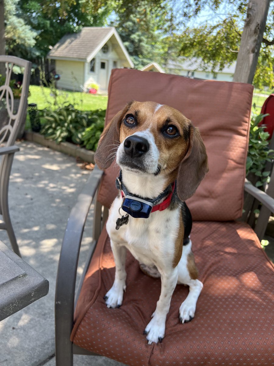 LolaPatolla's tweet photo. Archer checking in having a fabulous summer with his family!
He loves cuddling, playing fetch &amp; summer because his humans are home all day! 🤗🥰♥️ https://t.co/4zmEyjTTfK