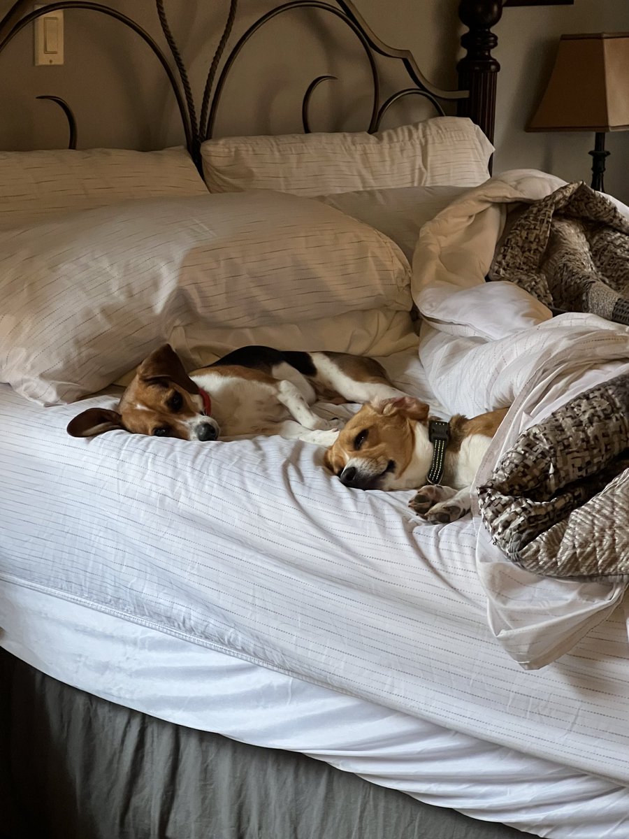 LolaPatolla's tweet photo. Archer checking in having a fabulous summer with his family!
He loves cuddling, playing fetch &amp; summer because his humans are home all day! 🤗🥰♥️ https://t.co/4zmEyjTTfK