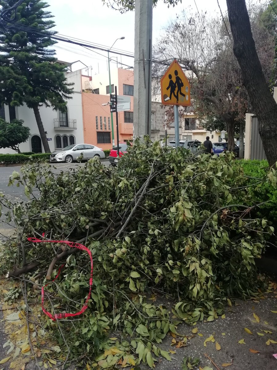 MILPBORJA's tweet photo. Por favor, @AccionesBJ  retiren las ramas lo antes posible. De otra manera se acumulará basura. Es la esquina de Esperanza y Pestalozzi en Narvarte https://t.co/z6qeDsD7qm