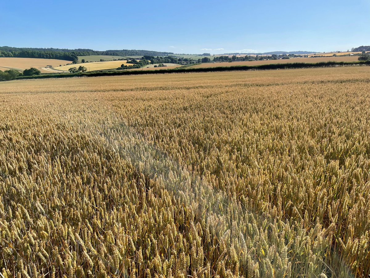 Yesterday, we were at Fonthill Estate run by <a href="/velcourt/">Velcourt</a> to look at our 48 fungicide plots. 🌾 

We counted ears per square metre and completed a fungicide assessment to measure progress. Visually, we saw quite a difference in the colour of the plots. 

#AminoA