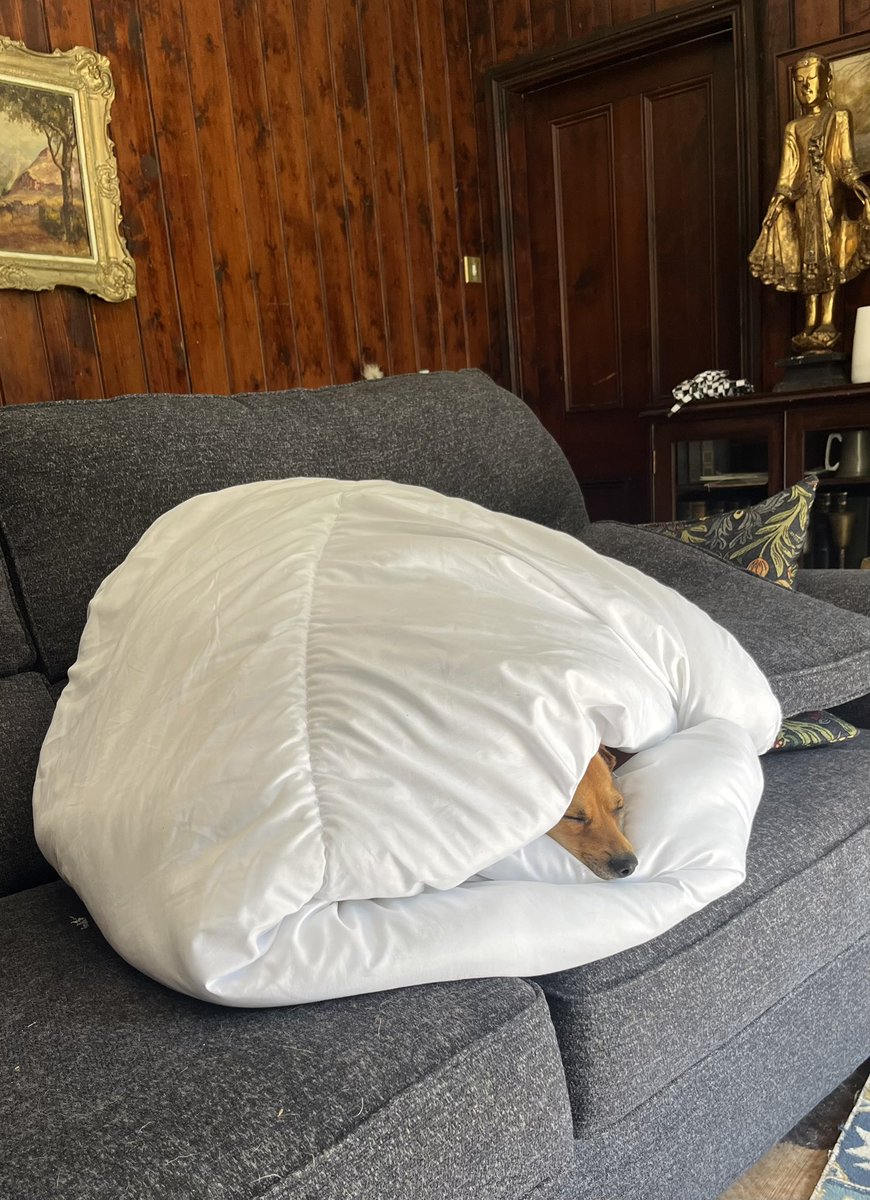 PervyPepper's tweet photo. Unpacked new duvet, put it down and walked out the room for two minutes. Came back: https://t.co/AixMrQmHQC