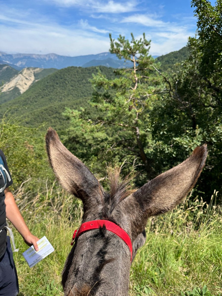 Th3Elvyn's tweet photo. Any idea for an adventurous family vacation?? Last year, donkey hiking tour in the south of France made an impression on the kids! I need to level up…. Any idea? https://t.co/i9N3oMblbx