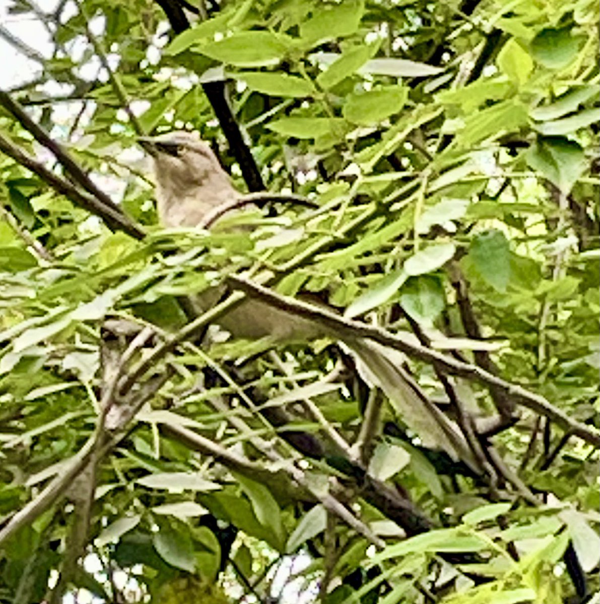 manalisjoshi1's tweet image. Rufous babbler outisde the office window!