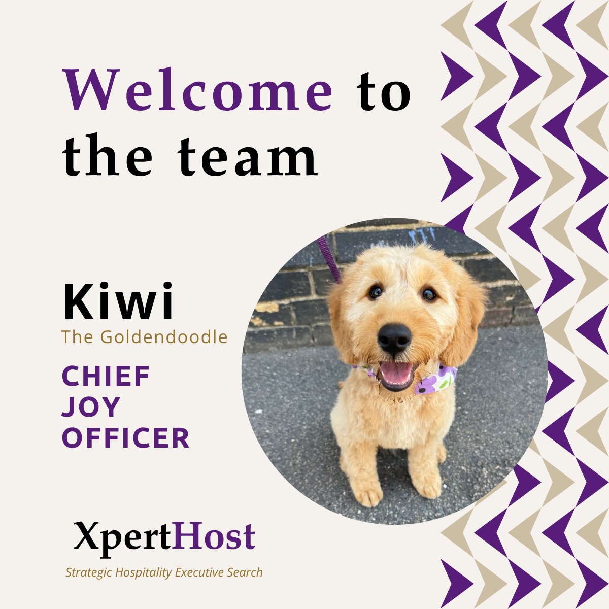 XpertHost's tweet photo. Say hello to Kiwi, XpertHost’s Chief Joy Officer! 🐶 Bringing joy, warmth, and reminding us that hospitality is all about heart. Cuddles by appointment only! 💙 #ChiefJoyOfficer #XpertHost #Hospitality https://t.co/HuOCgAilLe