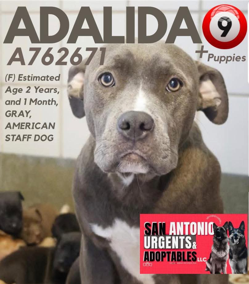 Aurora ⸆⸉ ❯❯❯❯ (@_taysmyoxygen1d) on Twitter photo 🆘 BEAUTIFUL #AMSTAFF DOG MOM ADALIDA 💖#A762671 & HER 9 BABIES ARE BEING KILLED TODAY 7.9 BY #SANANTONIO ACS #TEXAS‼️
2yo
🚸Actively Nursing Litter🍼
⚠️#Rescue &/or #Foster only 📧acsrescue-foster@sanantonio.gov
💞Mom is affectionate & likes treats
#PledgeForRescue 🙏🏼 🆘 BEAUTIFUL #AMSTAFF DOG MOM ADALIDA 💖#A762671 & HER 9 BABIES ARE BEING KILLED TODAY 7.9 BY #SANANTONIO ACS #TEXAS‼️
2yo
🚸Actively Nursing Litter🍼
⚠️#Rescue &/or #Foster only 📧acsrescue-foster@sanantonio.gov
💞Mom is affectionate & likes treats
#PledgeForRescue 🙏🏼