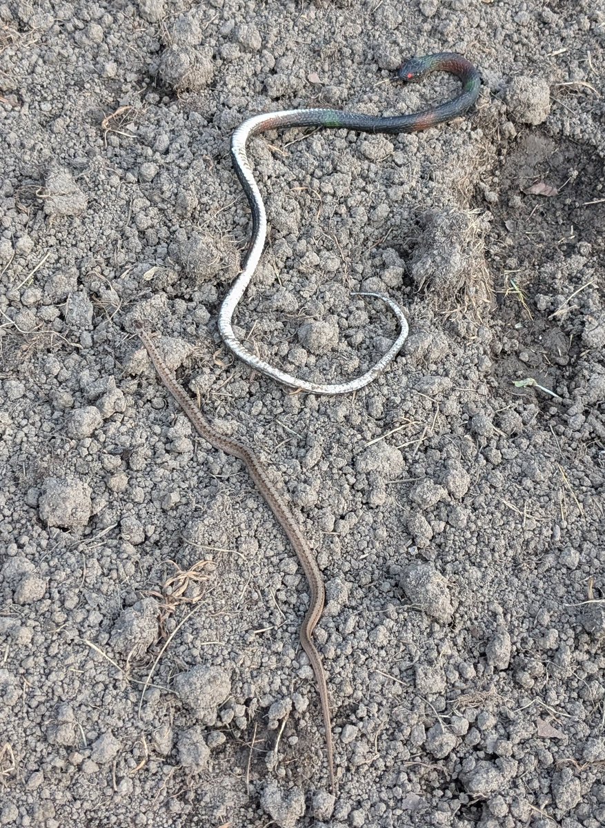 Garter snake finds rubber snake a poor conversationalist.