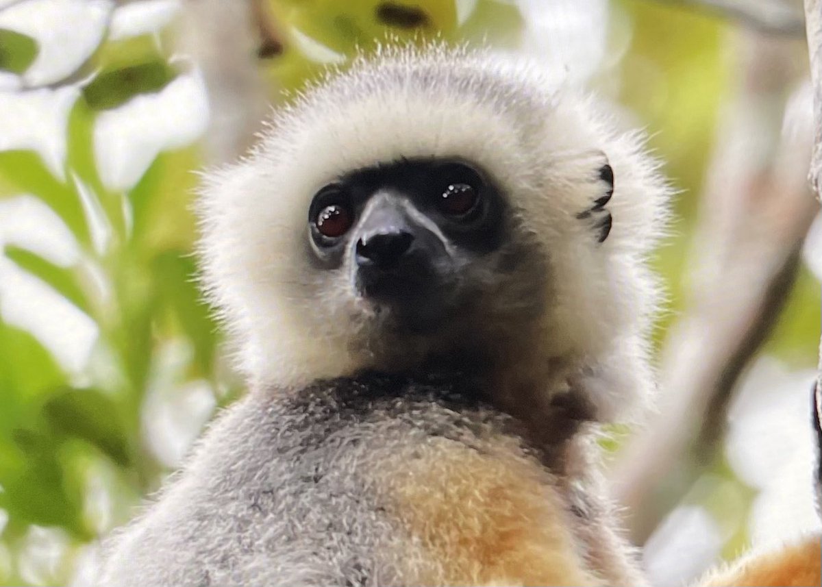 KathelijneKoops's tweet image. Exploring Madagascar and loving every minute of it!!! 😍