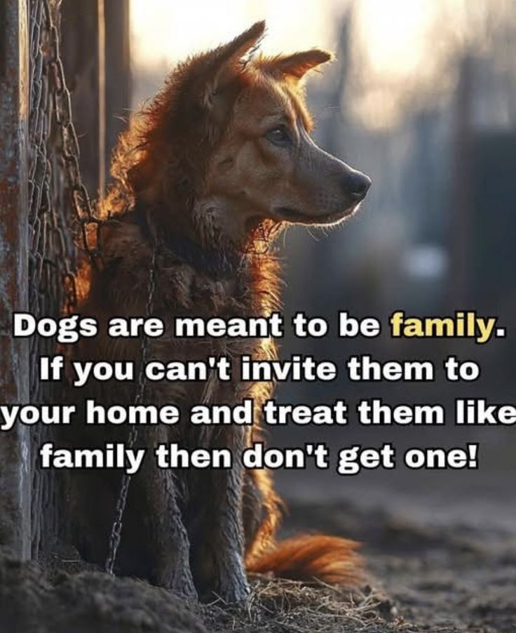 Dog Lovers (@doglovers03) on Twitter photo 