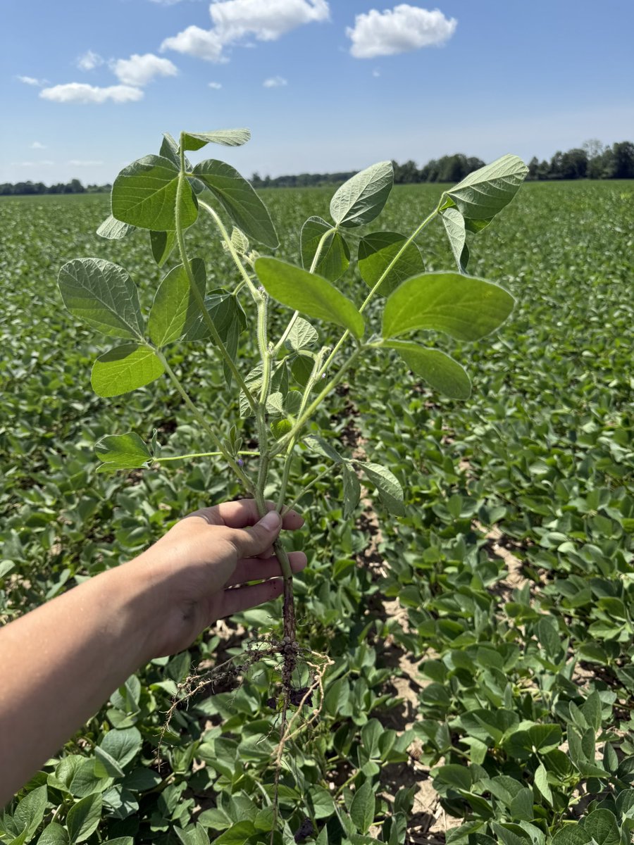 Plant date May 12th. Typhoons are in R1 stage now and are looking amazing! 
<a href="/Maizex/">Maizex Seeds</a>