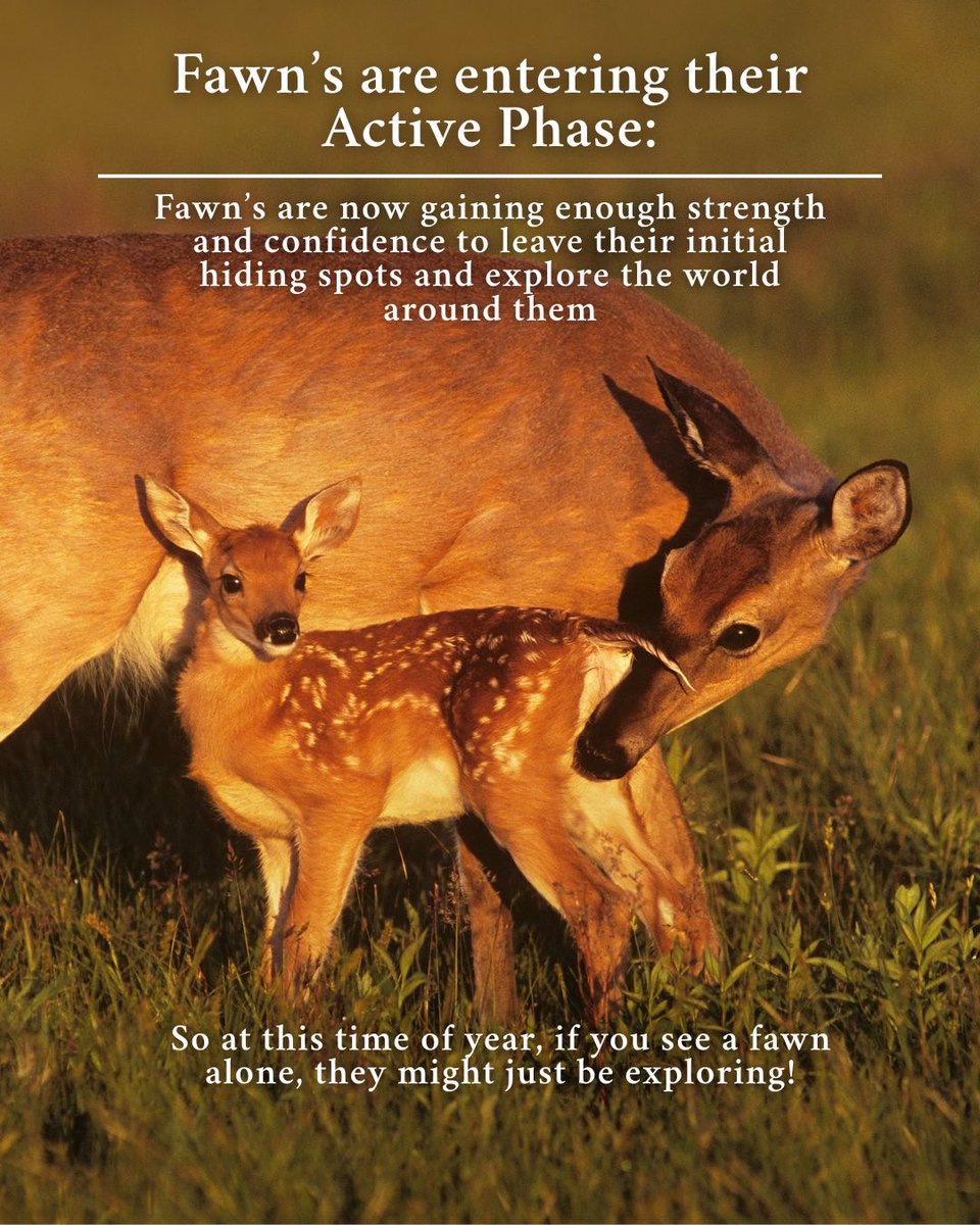 Fawn update!