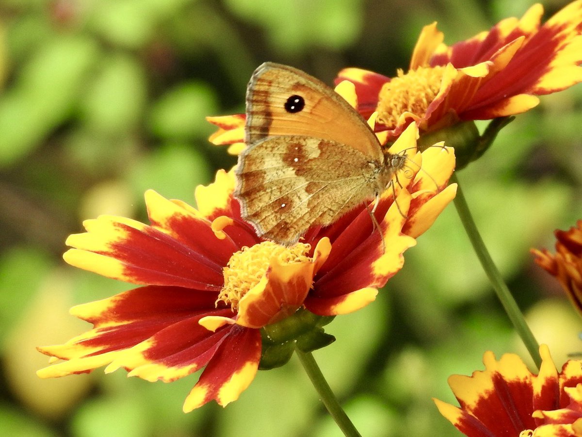 A Hedge Brown butterfly sitting on our Tickseed. 🦋 #VitaminN