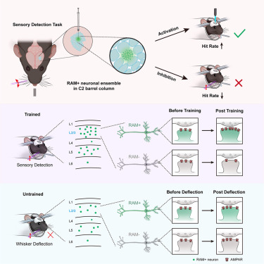 Online now:  Dynamic redistribution of AMPA receptors toward memory-related neuronal ensembles in mice barrel cortex during sensory learning dlvr.it/TLqP3B
