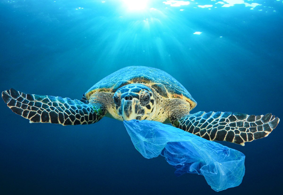 Plastic pollution is choking our oceans—from remote beaches to the ocean floor—and marine life is paying the price. 🌊

This #PlasticFreeJuly, pledge to protect our seas: bit.ly/4eimoPO

Then test your plastic IQ in our Facebook + Instagram stories!

#ProtectWhatYouLove