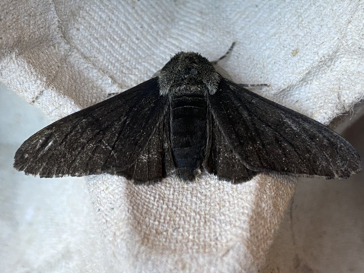 MothTrapper48's tweet image. I was pleased with this Peppered Moth, Biston betularia f. carbonaria, last night. Peppered Moth is not uncommon in my garden, but I have rarely recorded this form. #moths