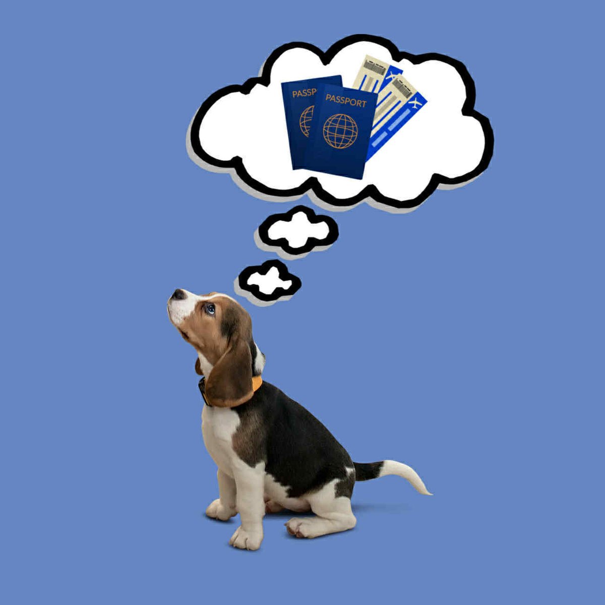 PIUEwroclaw's tweet image. 🐾☀️Jeśli zabierasz pupila na wakacje pamiętaj o:
🦴 paszporcie dla zwierząt
💉 obowiązkowym szczepieniu przeciwko wściekliźnie
📋 i przepisach w danym kraju UE
Bo prawdziwe wakacje to takie, gdzie wszyscy – także nasi czworonożni towarzysze, czują się dobrze i bezpiecznie! 🐶🐾