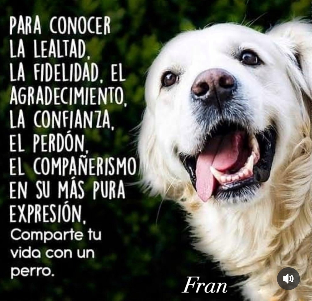 EYA (@eyacar65) on Twitter photo <a href="/duky1107/">Claudia</a> <a href="/Uriel66689314/">Uriel</a> <a href="/nydiacervera/">Nydia Cervera</a> <a href="/Marilu86053/">Marilú 💕🐘🐘🐘💕 🇲🇽</a> <a href="/addy_pink/">Pinky</a> <a href="/U_PLATEROS/">UH Plateros</a> <a href="/antymob/">Miss Anty Mobarak</a> <a href="/mtz_tt/">B€TT¥ ツ</a> <a href="/DaliaMRocha/">Yaya Rocha</a> <a href="/EsEstra/">A L I 🐾</a> <a href="/lasaguis/">lasg</a> <a href="/LETICIA777/">LETICIA TORRES</a> <a href="/Negra_start/">Ⓝⓔⓖⓡⓐ</a> <a href="/rumabo1/">Pata perruna 🐾🐾</a> <a href="/MARLENE_STAHL/">MARLENE 🦋</a> <a href="/Hera_Sea/">★ FRECDA, CAPÍTULO SAN LUIS POTOSÍ</a> <a href="/Vivalyk/">♓⭐🍒 Bárbariux 🍒⭐❤&💫</a> <a href="/akyoshi09/">Fabiola</a> <a href="/hidra881/">Teresa Velazquez Rodriguez</a> <a href="/pip/">Phil</a> <a href="/CasLaaU/">Soy Lau. 💜🍉</a> <a href="/MxActivista/">🐾ActivistaMX🌎</a> <a href="/1pantonio/">Antonio Palacios: Las mujeres no tienen pene</a> <a href="/raquelgarzac/">raquel garza</a> <a href="/iztalccihuatl/">Mary Sandoval 6476❤**</a> <a href="/gllgina1/">Gina..🌷</a> <a href="/Froggieland/">Anny Reyes</a> <a href="/zzamor_animais/">Maria José - Animais</a> <a href="/Lacasadelsalchi/">La casa del perro Salchicha CDMX</a> <a href="/SOSsalchichas/">Salchibukis …🆘 salchichas al rescate</a> <a href="/mariana_rizo/">Mariana Rizzo</a> <a href="/mayumiguillen/">Mayú Guillén 🇲🇽🇺🇦</a> <a href="/Pattygb5/">Pattygb 🇲🇽</a> Así es mi querida Claudia vienen a darnos lecciones de amor y dulce compañía 🐶🐾😸 <a href="/duky1107/">Claudia</a> <a href="/Uriel66689314/">Uriel</a> <a href="/nydiacervera/">Nydia Cervera</a> <a href="/Marilu86053/">Marilú 💕🐘🐘🐘💕 🇲🇽</a> <a href="/addy_pink/">Pinky</a> <a href="/U_PLATEROS/">UH Plateros</a> <a href="/antymob/">Miss Anty Mobarak</a> <a href="/mtz_tt/">B€TT¥ ツ</a> <a href="/DaliaMRocha/">Yaya Rocha</a> <a href="/EsEstra/">A L I 🐾</a> <a href="/lasaguis/">lasg</a> <a href="/LETICIA777/">LETICIA TORRES</a> <a href="/Negra_start/">Ⓝⓔⓖⓡⓐ</a> <a href="/rumabo1/">Pata perruna 🐾🐾</a> <a href="/MARLENE_STAHL/">MARLENE 🦋</a> <a href="/Hera_Sea/">★ FRECDA, CAPÍTULO SAN LUIS POTOSÍ</a> <a href="/Vivalyk/">♓⭐🍒 Bárbariux 🍒⭐❤&💫</a> <a href="/akyoshi09/">Fabiola</a> <a href="/hidra881/">Teresa Velazquez Rodriguez</a> <a href="/pip/">Phil</a> <a href="/CasLaaU/">Soy Lau. 💜🍉</a> <a href="/MxActivista/">🐾ActivistaMX🌎</a> <a href="/1pantonio/">Antonio Palacios: Las mujeres no tienen pene</a> <a href="/raquelgarzac/">raquel garza</a> <a href="/iztalccihuatl/">Mary Sandoval 6476❤**</a> <a href="/gllgina1/">Gina..🌷</a> <a href="/Froggieland/">Anny Reyes</a> <a href="/zzamor_animais/">Maria José - Animais</a> <a href="/Lacasadelsalchi/">La casa del perro Salchicha CDMX</a> <a href="/SOSsalchichas/">Salchibukis …🆘 salchichas al rescate</a> <a href="/mariana_rizo/">Mariana Rizzo</a> <a href="/mayumiguillen/">Mayú Guillén 🇲🇽🇺🇦</a> <a href="/Pattygb5/">Pattygb 🇲🇽</a> Así es mi querida Claudia vienen a darnos lecciones de amor y dulce compañía 🐶🐾😸