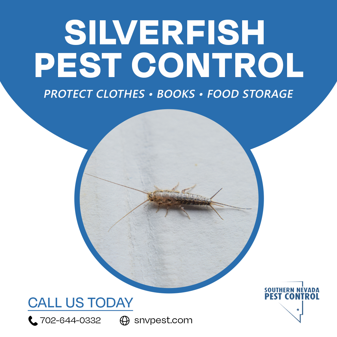 SNVPest's tweet image. 🐟 Silverfish at home? Don’t ignore them!

These pests chew through books, clothes &amp;amp; wallpaper fast especially in humid areas. Our expert team eliminates them before they spread.

📞 702-644-0332
🌐 snvpest.com

#SilverfishControl #PestFreeLiving
