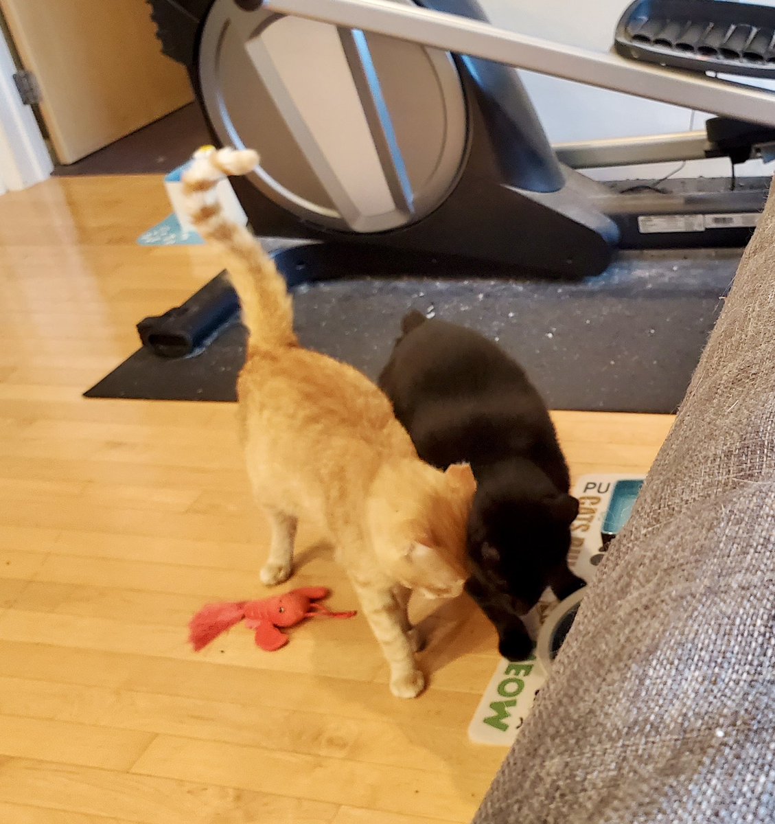 ProjectMEOW's tweet image. Sabado’s snuggly nature brought Martes out of his shell, and now they’re inseparable—side by side, grooming each other, sharing beds &amp;amp; hearts.
Here’s to second chances, soft landings &amp;amp; forever friendships. ✨
#ProjectMEOW #WestPhillyCats #RescueCats #Adopted #HappyTails (2)