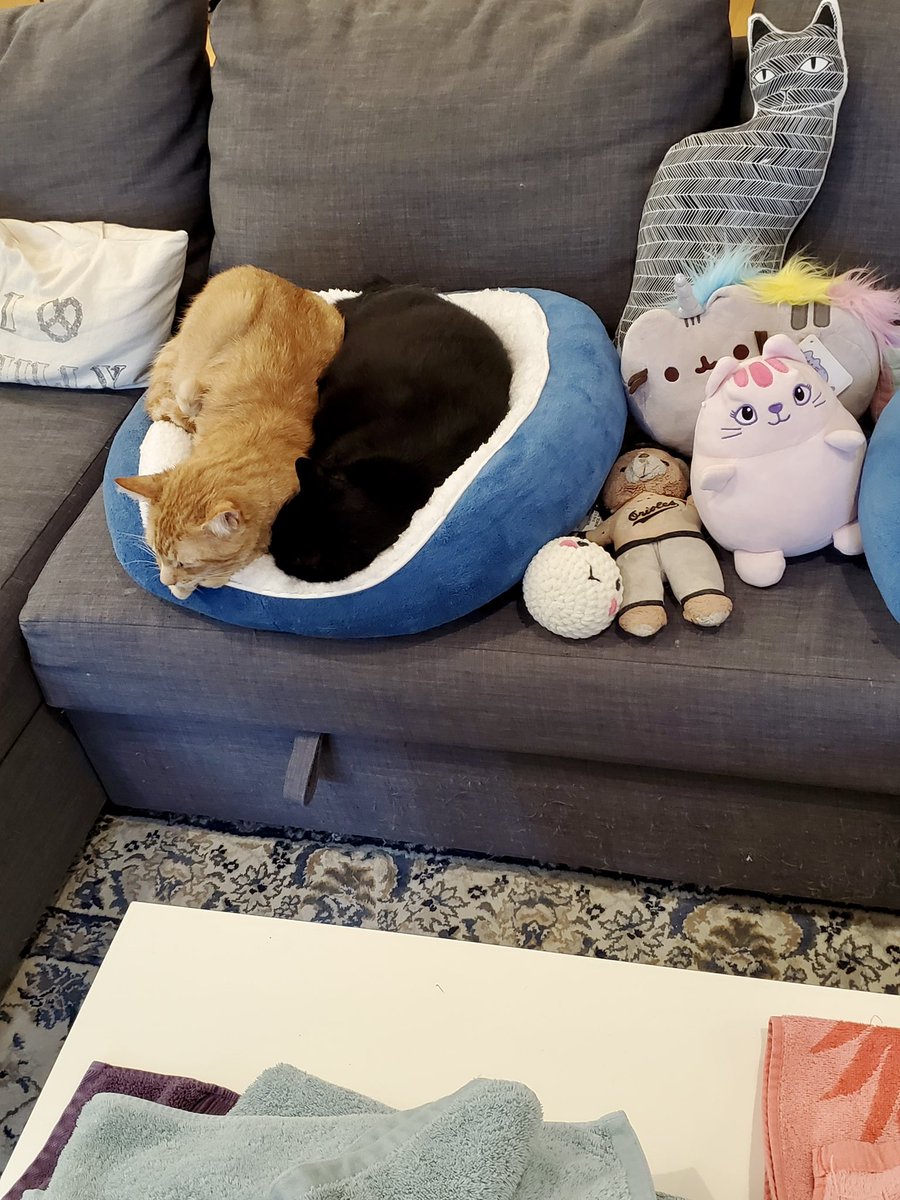 ProjectMEOW's tweet image. Sabado’s snuggly nature brought Martes out of his shell, and now they’re inseparable—side by side, grooming each other, sharing beds &amp;amp; hearts.
Here’s to second chances, soft landings &amp;amp; forever friendships. ✨
#ProjectMEOW #WestPhillyCats #RescueCats #Adopted #HappyTails (2)