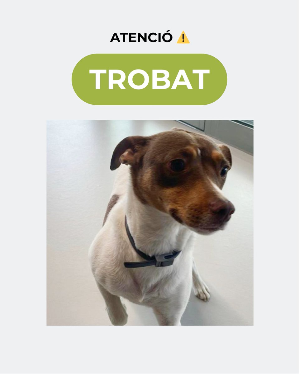 ATENCIÓ ⚠️: S’ha trobat aquesta #gossa sense xip a #Manlleu. Algú la busca o la reconeix? Màxima difusió 🙏🏼

#NoAbandonis #Osona