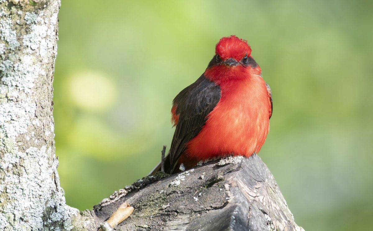 herrinsa's tweet photo. 🔥 Pyrocephalus rubinus
Una llamarada con alas. El macho del mosquero cardenal no se camufla: desafía al verde con rojo encendido y mirada seria.
Una joya q no por común menos bello.
📸 Nikon D850 + 500mm
#Birding #AvesDeColombia #PyrocephalusRubinus
#miercolesdeemplumados https://t.co/KL0iIddZ0c