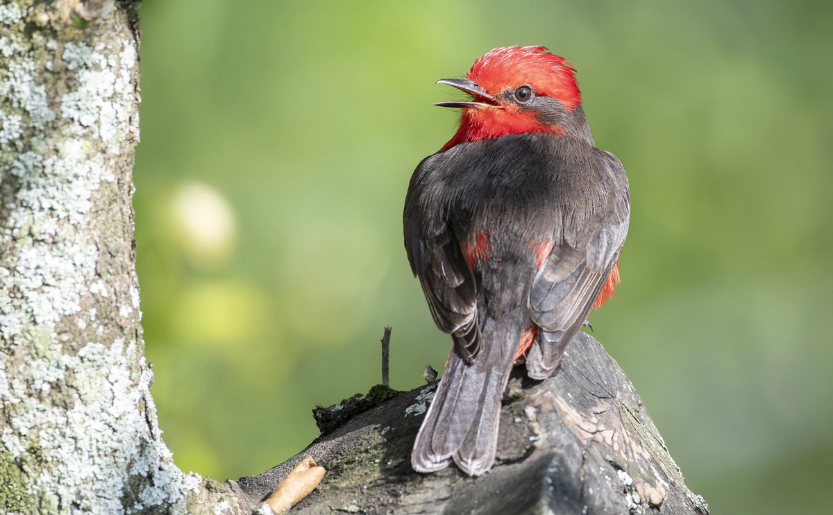 herrinsa's tweet photo. 🔥 Pyrocephalus rubinus
Una llamarada con alas. El macho del mosquero cardenal no se camufla: desafía al verde con rojo encendido y mirada seria.
Una joya q no por común menos bello.
📸 Nikon D850 + 500mm
#Birding #AvesDeColombia #PyrocephalusRubinus
#miercolesdeemplumados https://t.co/KL0iIddZ0c