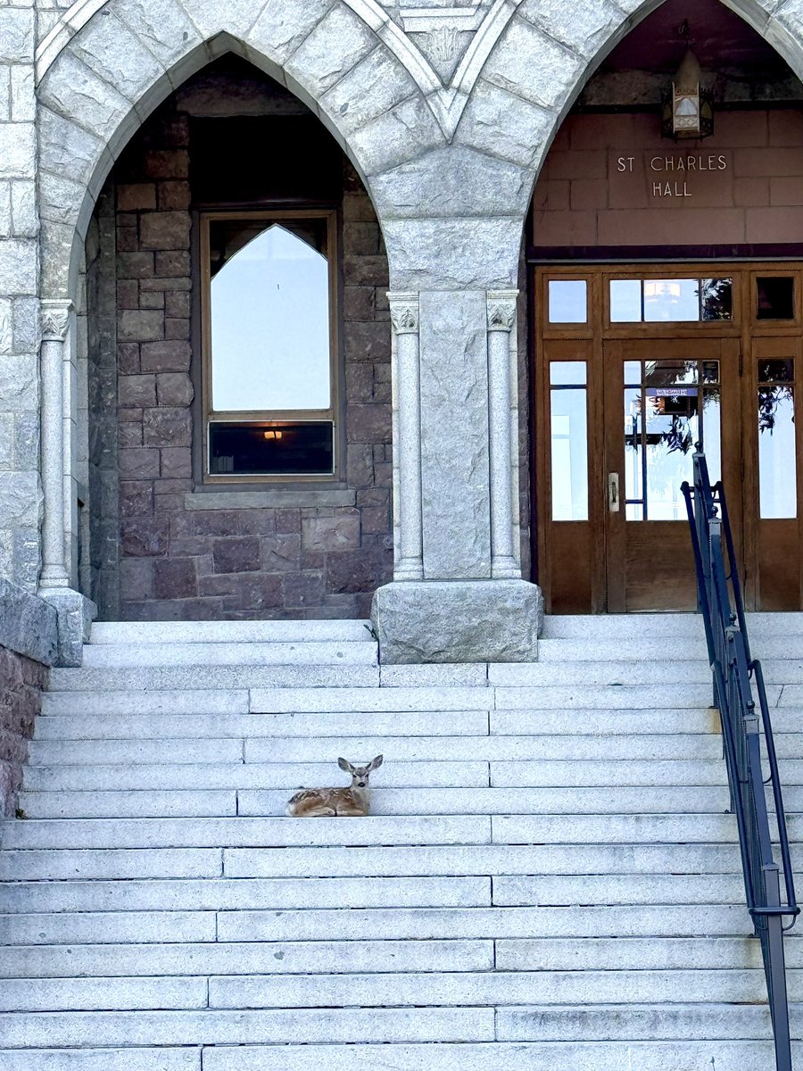 🦌 Say hello to our newest (and cutest) visitor!
This baby fawn made itself right at home on the steps of St. Charles, and we’re officially obsessed. 💜
Welcome to the Carroll family, little one!
