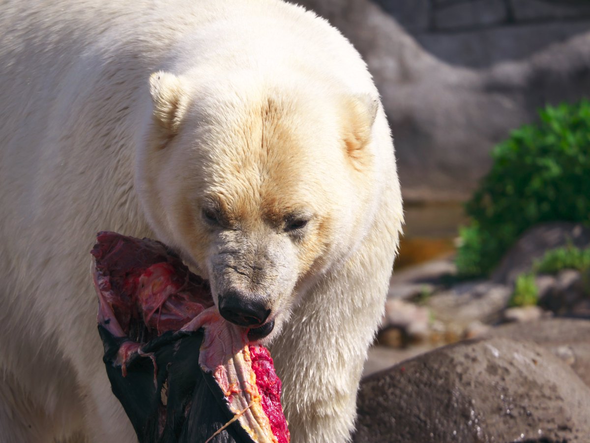 this bear at the zoo did not look very friendly at all