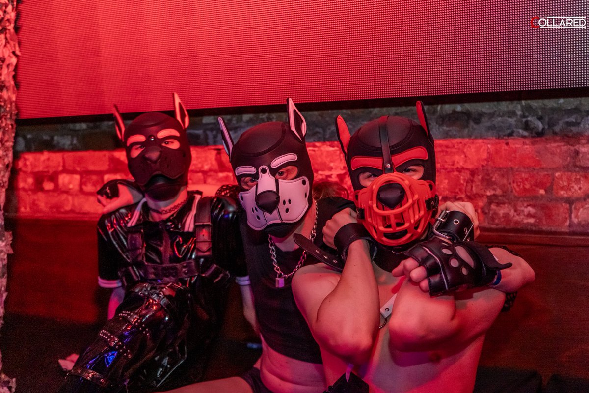 gaysharkboyy's tweet photo. Some of the @Club_Collared photos that were taken last weekend :333 super proud of them!

⚪️🐶 : @GodaPup 
🌸🐶 : Candy

#pupplay #pupcommunity #puppyhood #gaypup https://t.co/TKKahzUvH9