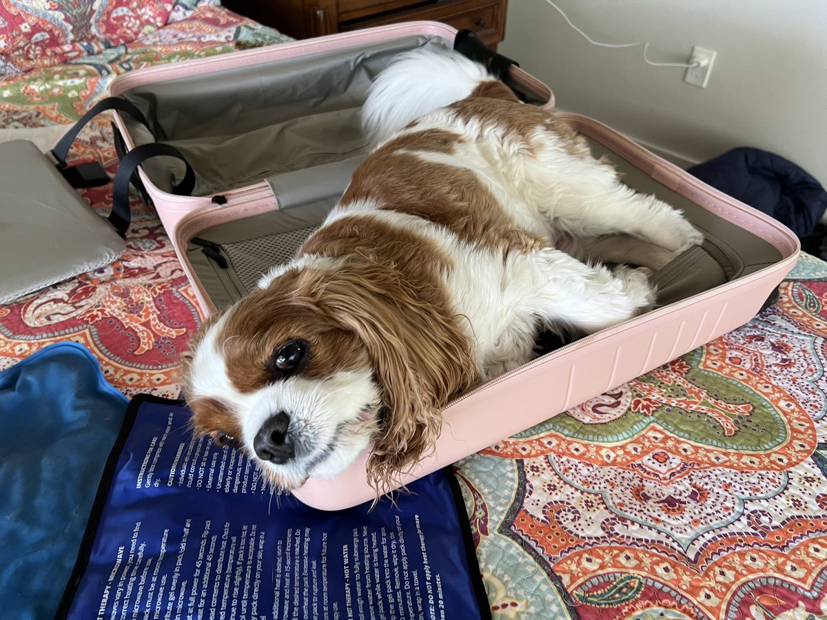 <a href="/Nanukchen/">Sammy lil bro to Nanuk 🇺🇦</a> <a href="/KellyNoseyroo/">Wilson & Lynda</a> I sit in suitcase too👍🏼😂😂