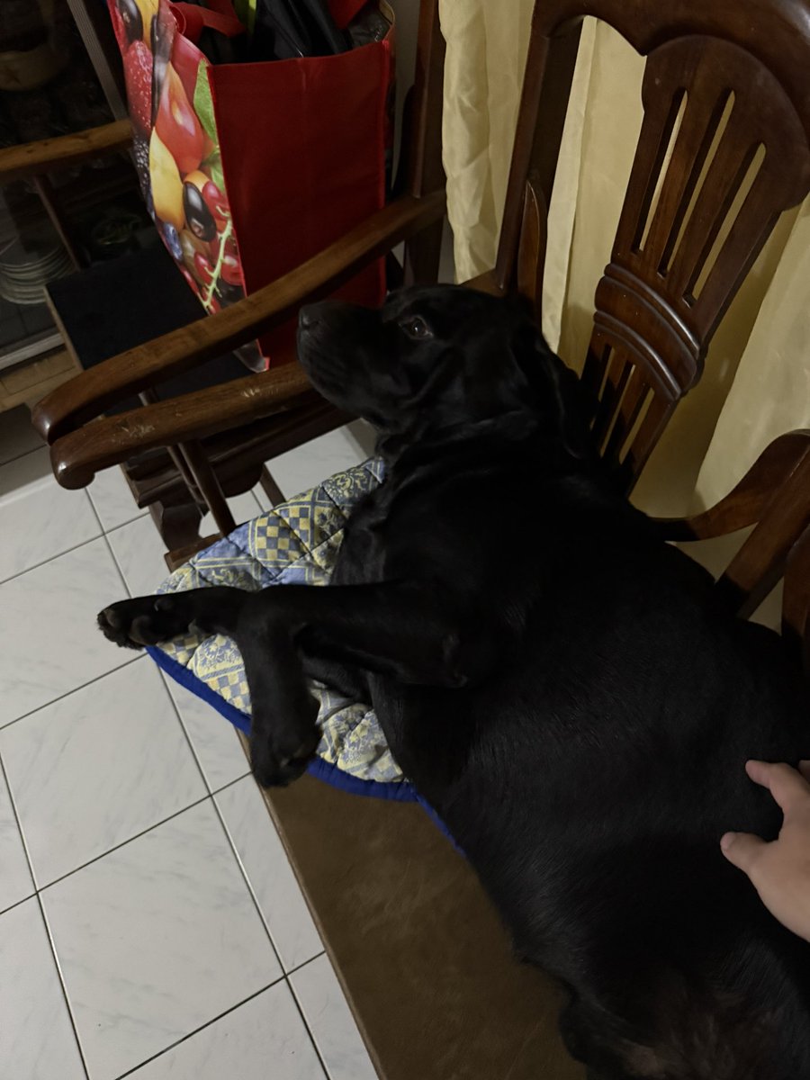 Ginomeee's tweet photo. Big doggo https://t.co/l3rldTrflC