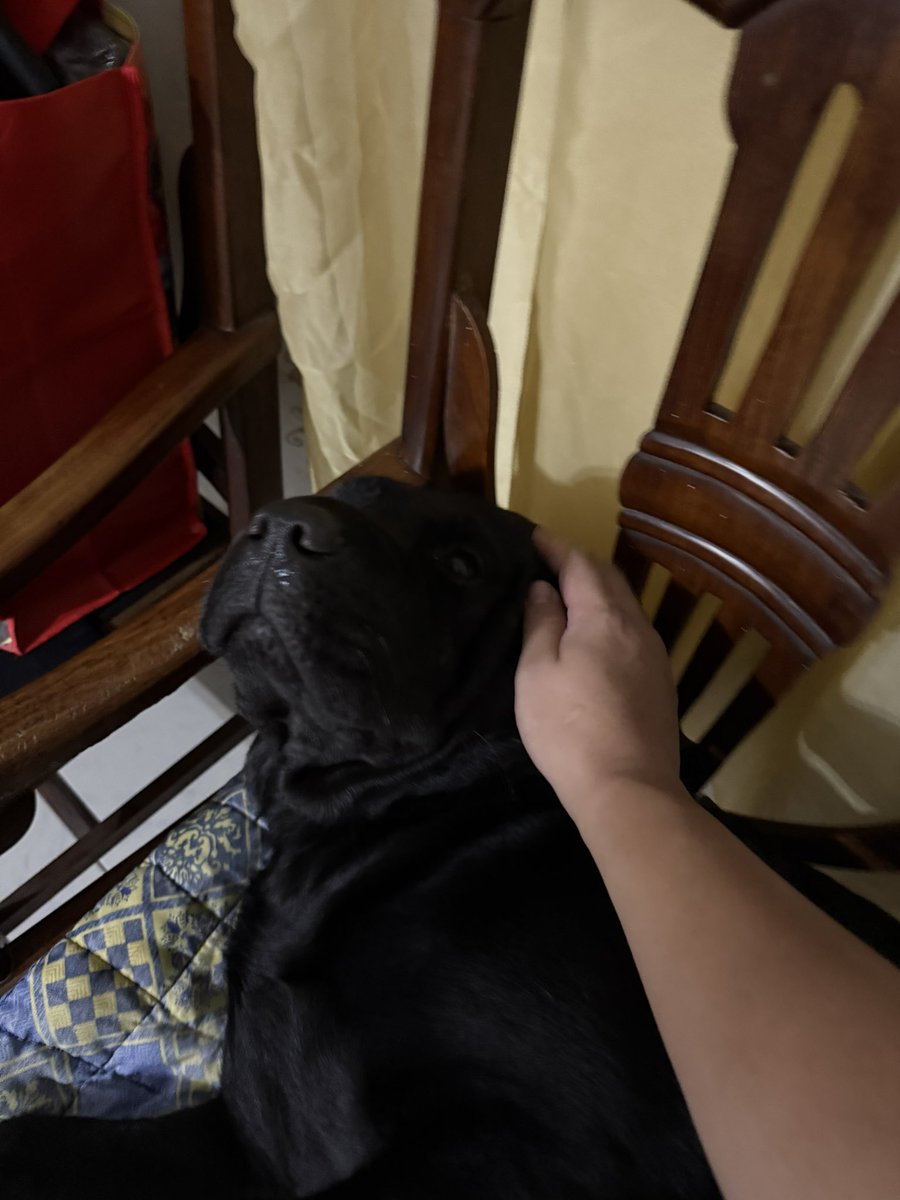 Ginomeee's tweet photo. Big doggo https://t.co/l3rldTrflC
