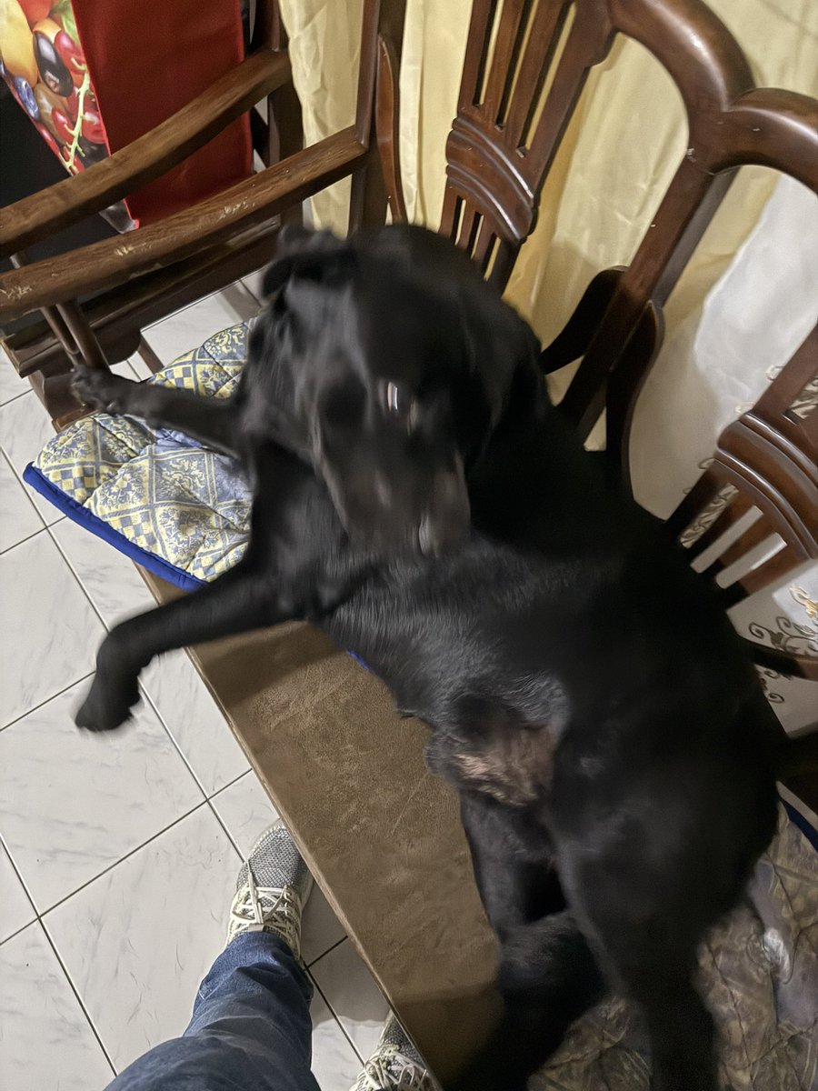 Ginomeee's tweet photo. Big doggo https://t.co/l3rldTrflC