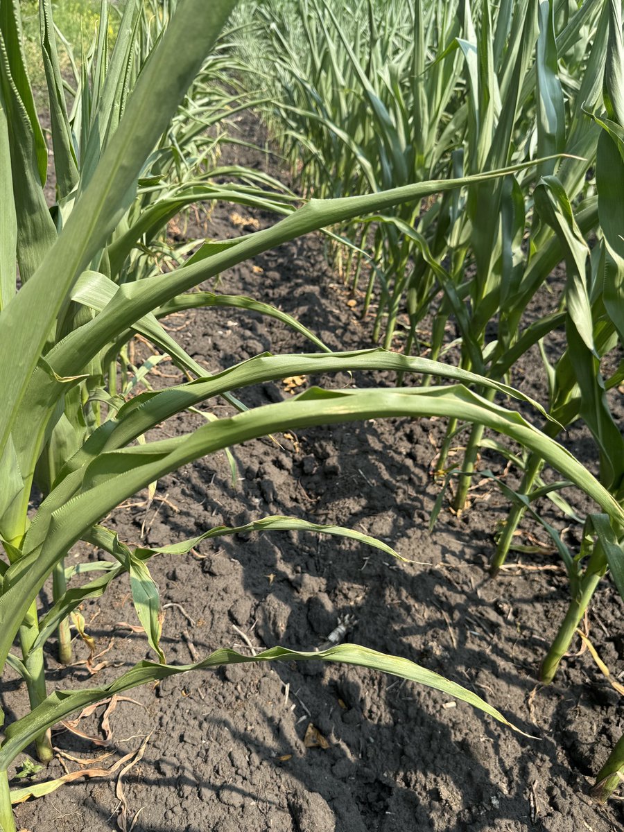 We’re all seeing symptoms of drought and heat stress in corn across the province. This article lays out the crop’s water needs and effects of a lack of soil moisture in late veg and early reproductive stages. mbcropalliance.ca/blog/agronomy-…
