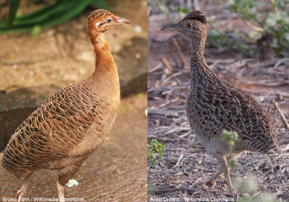 Ornithomedia's tweet image. Des changements dans la classification de la famille des tinamous (Tinamidés) ➡️ Cliquez sur ce lien pour en savoir plus : ornithomedia.com/magazine/etude… #oiseaux #birds #ornithologie #ornithomedia #ornithology @CladisticsAlert