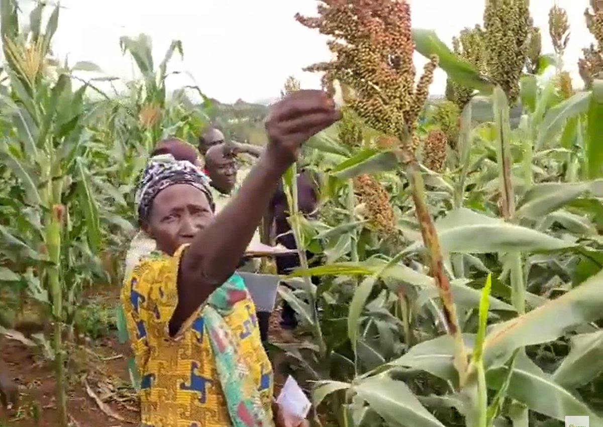 Africa Dryland Crops Improvement Network tweet media